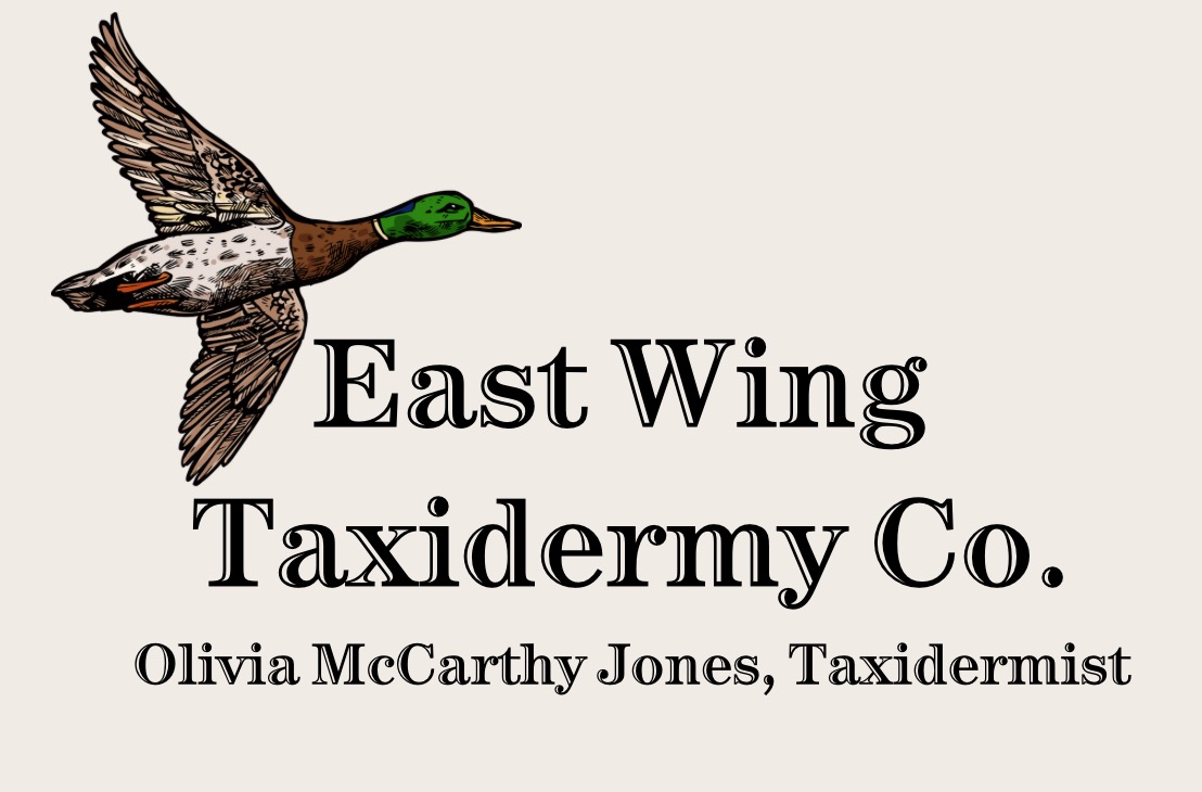 Taxidermy Showcase